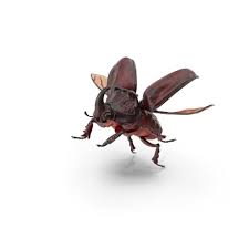 Attēlu rezultāti vaicājumam “Oryctes nasicornis”