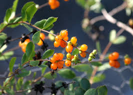 Attēlu rezultāti vaicājumam “Lonicera caprifolium fruit”