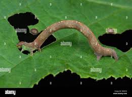 Attēlu rezultāti vaicājumam “Cabera pusaria male”