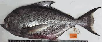 Image result for Eumegistus illustris