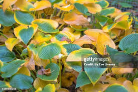 Attēlu rezultāti vaicājumam “Hosta sp. leaf”