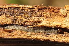 Attēlu rezultāti vaicājumam “Epicallima formosella”