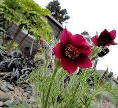 Attēlu rezultāti vaicājumam “Pulsatilla patens leaf”