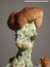 Attēlu rezultāti vaicājumam “Cladonia norvegica”