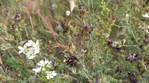 Attēlu rezultāti vaicājumam “Medicago x varia  flower”