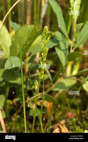 Attēlu rezultāti vaicājumam “Hammarbya paludosa flower”