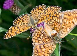 Attēlu rezultāti vaicājumam “Melitaea phoebe underside”