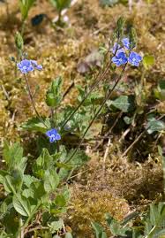 Image result for Veronica chamaedrys