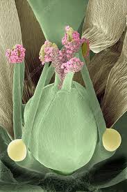 Attēlu rezultāti vaicājumam “Stellaria media bud”