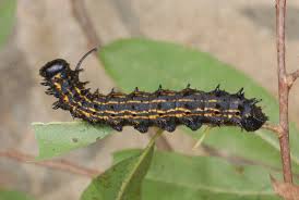 Attēlu rezultāti vaicājumam “Saturniidae”