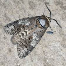 Attēlu rezultāti vaicājumam “Cossus cossus imago”