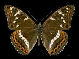 Attēlu rezultāti vaicājumam “Limenitis populi”