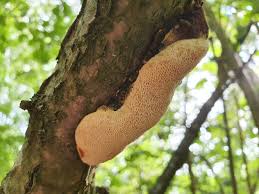 Attēlu rezultāti vaicājumam “Dichomitus campestris”