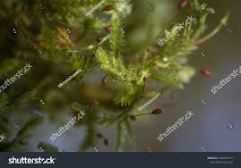 Attēlu rezultāti vaicājumam “Neckera crispa”