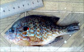 Image result for Lepomis gibbosus