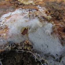 Attēlu rezultāti vaicājumam “Gloeoporus pannocinctus”