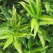 Attēlu rezultāti vaicājumam “Forsythia viridissima”