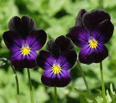 Image result for Viola cornuta
