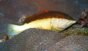 Image result for Cephalopholis fulva