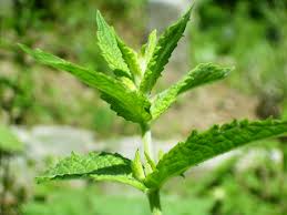 Attēlu rezultāti vaicājumam “Mentha spicata leaf”