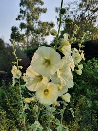 Image result for Alcea rugosa