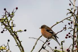 Attēlu rezultāti vaicājumam “Fringilla coelebs male”