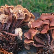 Attēlu rezultāti vaicājumam “Collybia acervata”