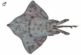 Image result for Amblyraja hyperborea