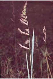 Attēlu rezultāti vaicājumam “Echinochloa crus-galli”