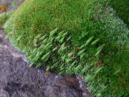 Attēlu rezultāti vaicājumam “Myurella julacea”