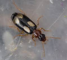 Attēlu rezultāti vaicājumam “Dromius quadrimaculatus”