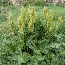 Attēlu rezultāti vaicājumam “Rumex confertus fruit”