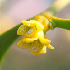 Attēlu rezultāti vaicājumam “Viscum album female flower”