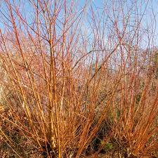 Attēlu rezultāti vaicājumam “Salix alba var. alba”