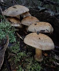 Attēlu rezultāti vaicājumam “Physarum diderma spores”