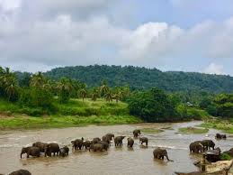 Image result for pinawella