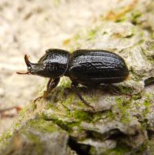 Attēlu rezultāti vaicājumam “Sinodendron cylindricum female”