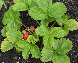 Attēlu rezultāti vaicājumam “Fragaria moschata”