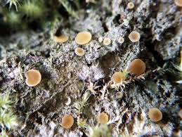 Attēlu rezultāti vaicājumam “Octosporella jungermanniarum”