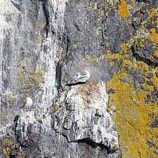 Attēlu rezultāti vaicājumam “Rissa tridactyla nest”