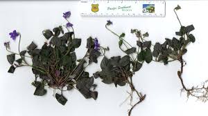 Attēlu rezultāti vaicājumam “Viola riviniana leaf”