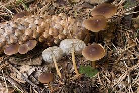 Attēlu rezultāti vaicājumam “Strobilurus esculentus”