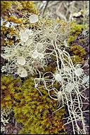 Attēlu rezultāti vaicājumam “Usnea filipendula”
