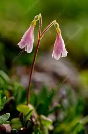 Attēlu rezultāti vaicājumam “Linnaea borealis fruit”