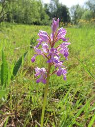 Attēlu rezultāti vaicājumam “Orchis militaris”