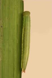 Attēlu rezultāti vaicājumam “Coenonympha tullia underside”