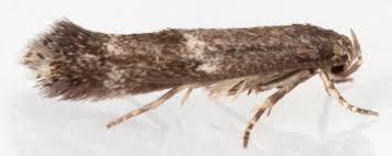 Attēlu rezultāti vaicājumam “Cephaloziella elachista”