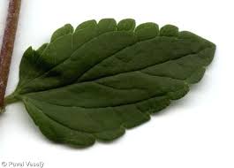 Attēlu rezultāti vaicājumam “Veronica chamaedrys leaf”