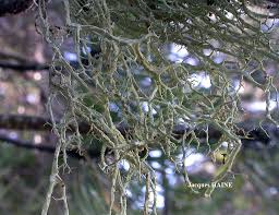 Attēlu rezultāti vaicājumam “Evernia divaricata”