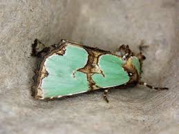 Attēlu rezultāti vaicājumam “Staurophora celsia”